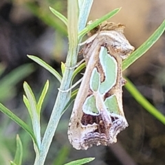 Cosmodes elegans (Green Blotched Moth) at Bonner, ACT - 21 Dec 2021 by tpreston