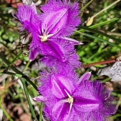 Thysanotus tuberosus (Common Fringe-lily) at Bonner, ACT - 21 Dec 2021 by tpreston