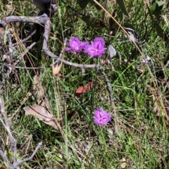 Thysanotus tuberosus at Bonner, ACT - 21 Dec 2021 02:05 PM