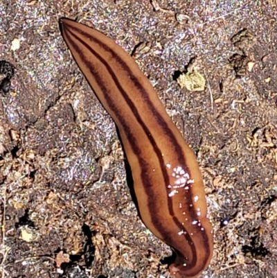 Anzoplana trilineata (A Flatworm) at Bonner, ACT - 21 Dec 2021 by trevorpreston