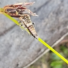 Cicadellidae (family) (Unidentified leafhopper) at Mulligans Flat - 21 Dec 2021 by tpreston