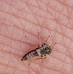 Cicadellidae (family) at Bonner, ACT - 21 Dec 2021 02:23 PM