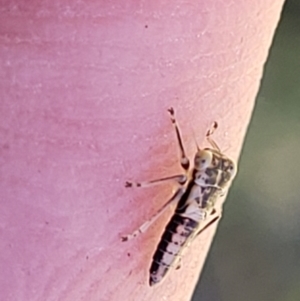 Cicadellidae (family) at Bonner, ACT - 21 Dec 2021 02:23 PM