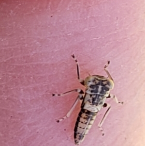 Cicadellidae (family) at Bonner, ACT - 21 Dec 2021 02:23 PM