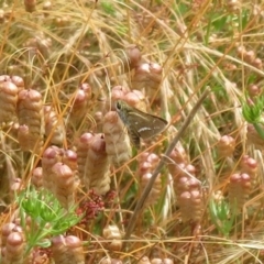 Taractrocera papyria (White-banded Grass-dart) at Mount Mugga Mugga - 14 Dec 2021 by Christine