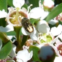 Diphucrania sp. (genus) (Jewel Beetle) at Boro - 20 Dec 2021 by Paul4K