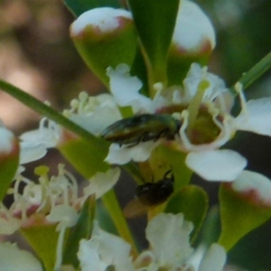 Diphucrania sp. (genus) at Boro, NSW - suppressed