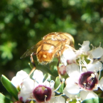 Eristalinus sp. (genus) (A Hover Fly) at QPRC LGA - 20 Dec 2021 by Paul4K