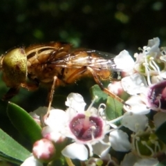 Eristalinus sp. (genus) at Boro, NSW - 20 Dec 2021