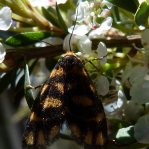 Asura lydia at Boro, NSW - 20 Dec 2021