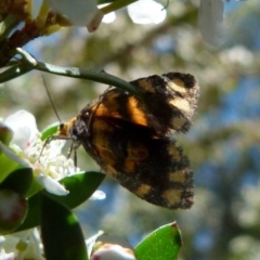 Asura lydia at Boro, NSW - suppressed