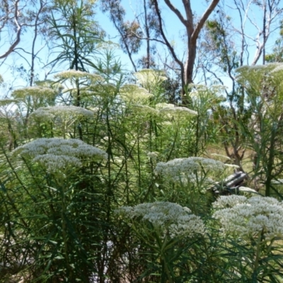 Cassinia longifolia (Shiny Cassinia, Cauliflower Bush) at Boro - 20 Dec 2021 by Paul4K