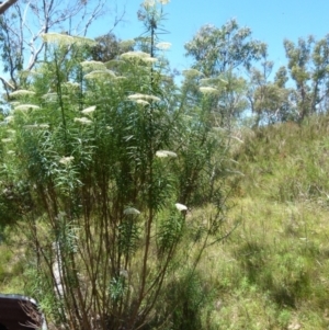 Cassinia longifolia at Boro, NSW - 20 Dec 2021