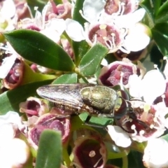 Stomorhina sp. (genus) (Snout fly) at QPRC LGA - 20 Dec 2021 by Paul4K