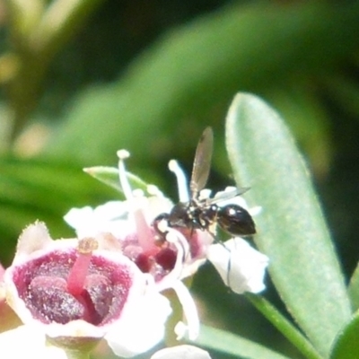 Parapalaeosepsis plebeia (Ant fly) at QPRC LGA - 20 Dec 2021 by Paul4K