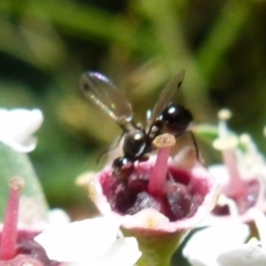 Parapalaeosepsis plebeia at Boro, NSW - suppressed