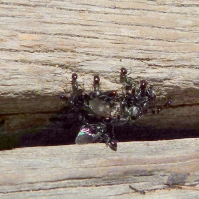 Ochetellus sp. (genus) (Black House Ant) at QPRC LGA - 20 Dec 2021 by Paul4K