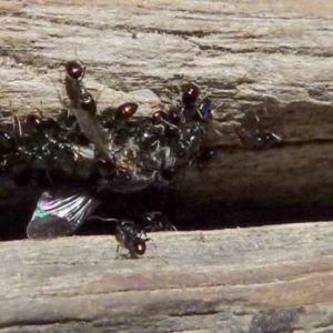 Ochetellus sp. (genus) at Boro, NSW - suppressed