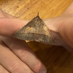 Epidesmia hypenaria at O'Connor, ACT - 20 Dec 2021