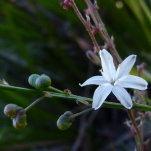 Caesia parviflora at Boro, NSW - 20 Dec 2021