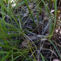 Caesia parviflora at Boro, NSW - 20 Dec 2021