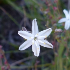 Caesia parviflora at Boro, NSW - 20 Dec 2021