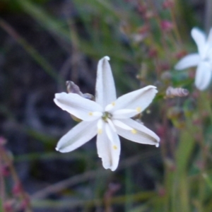 Caesia parviflora at Boro, NSW - 20 Dec 2021