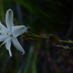 Caesia parviflora at Boro, NSW - 20 Dec 2021