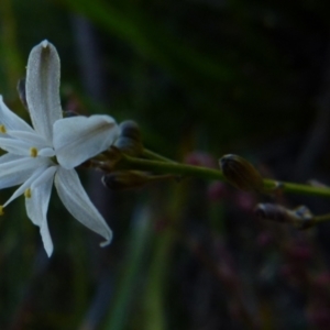 Caesia parviflora at Boro, NSW - 20 Dec 2021