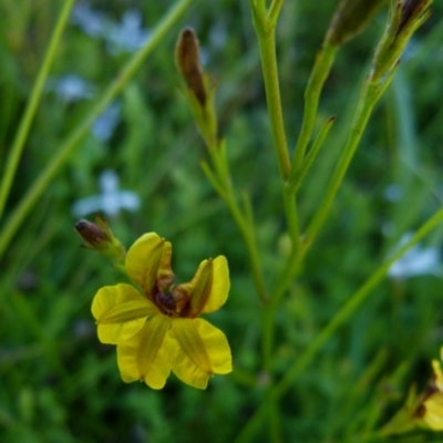 Goodenia humilis (Swamp Goodenia) at Boro, NSW - 20 Dec 2021 by Paul4K