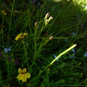 Goodenia humilis at Boro, NSW - 20 Dec 2021