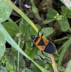 Dindymus versicolor (Harlequin Bug) at Numeralla, NSW - 21 Dec 2021 by Steve_Bok