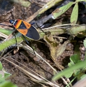 Dindymus versicolor at Numeralla, NSW - 21 Dec 2021