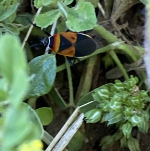 Dindymus versicolor at Numeralla, NSW - 21 Dec 2021