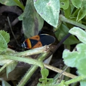 Dindymus versicolor at Numeralla, NSW - 21 Dec 2021