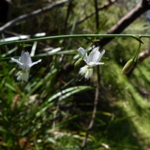 Arthropodium milleflorum at Boro, NSW - suppressed