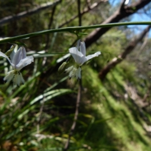 Arthropodium milleflorum at Boro, NSW - suppressed