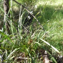 Arthropodium milleflorum at Boro, NSW - suppressed