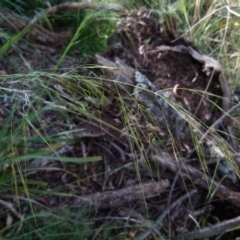 Austrostipa sp. (A Corkscrew Grass) at Boro, NSW - 20 Dec 2021 by Paul4K
