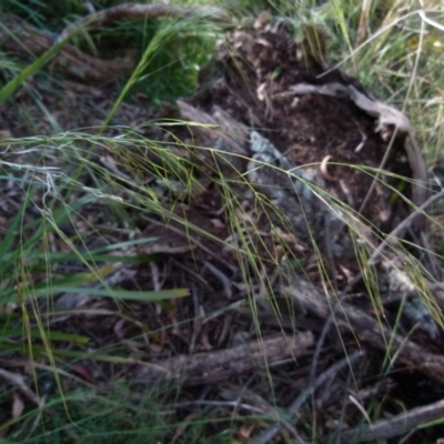 Austrostipa sp. (A Corkscrew Grass) at Boro - 20 Dec 2021 by Paul4K