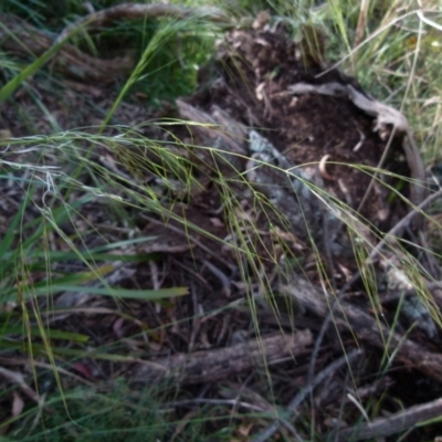 Austrostipa (genus) (A Corkscrew Grass) at Boro, NSW - 20 Dec 2021 by Paul4K