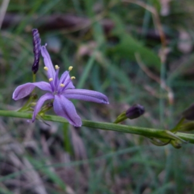 Caesia calliantha (Blue Grass-lily) at Boro - 20 Dec 2021 by Paul4K