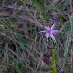 Caesia calliantha at Boro, NSW - suppressed