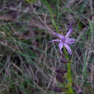 Caesia calliantha at Boro, NSW - suppressed