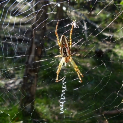 Plebs bradleyi (Enamelled spider) at Boro, NSW - 20 Dec 2021 by Paul4K