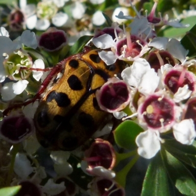 Neorrhina punctata (Spotted flower chafer) at QPRC LGA - 20 Dec 2021 by Paul4K