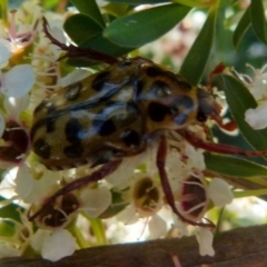 Neorrhina punctatum at Boro, NSW - suppressed