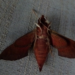 Hippotion scrofa (Coprosma Hawk Moth) at Boro - 20 Dec 2021 by Paul4K
