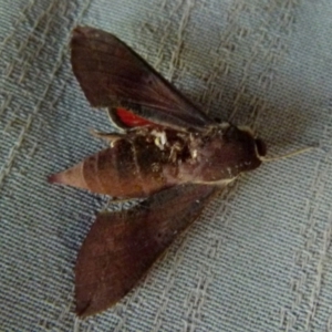 Hippotion scrofa at Boro, NSW - suppressed