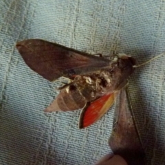 Hippotion scrofa at Boro, NSW - suppressed